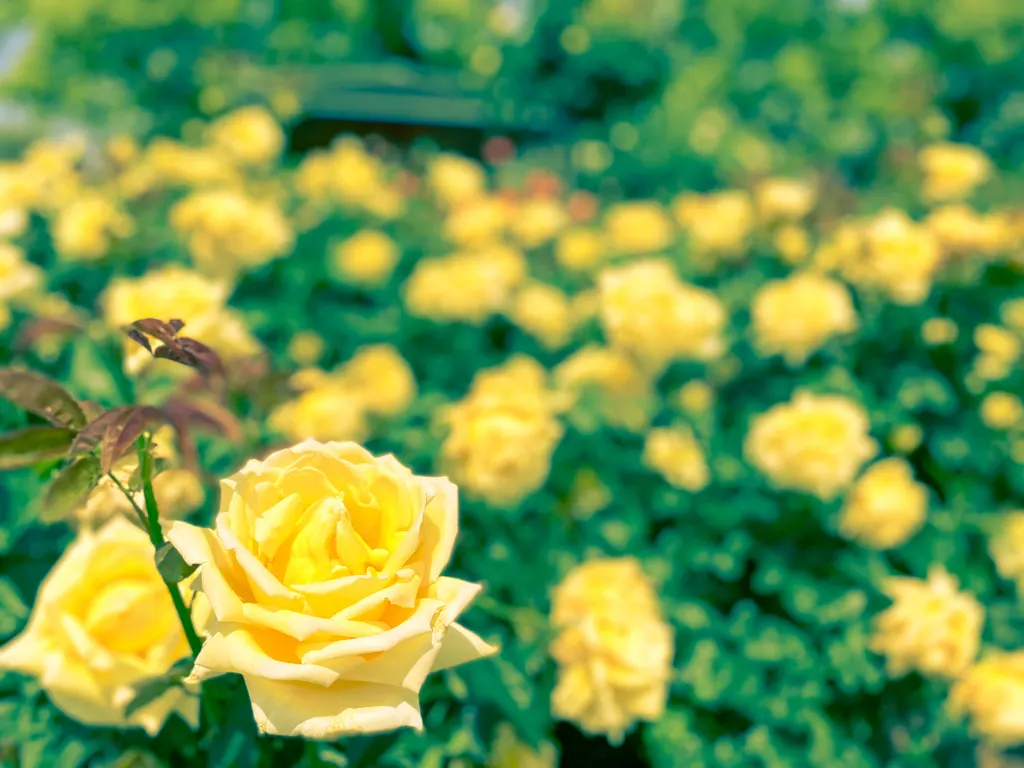 福岡でバラを見たいなら粕屋町駕与丁公園の「バラ園」-2 糟屋郡粕屋町