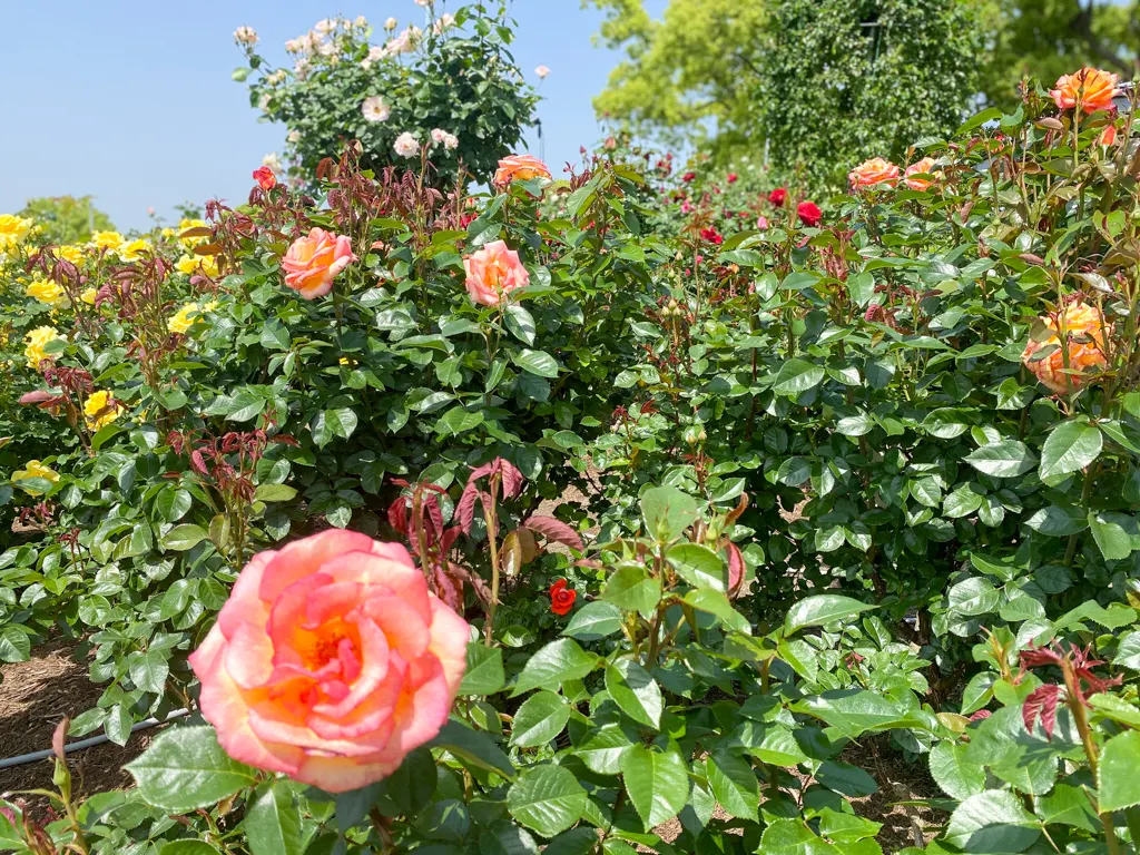 福岡でバラを見たいなら粕屋町駕与丁公園の「バラ園」-3 糟屋郡粕屋町