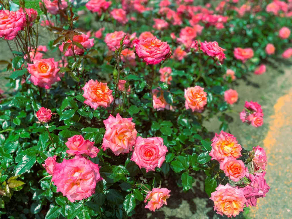 福岡でバラを見たいなら粕屋町駕与丁公園の「バラ園」-5 糟屋郡粕屋町