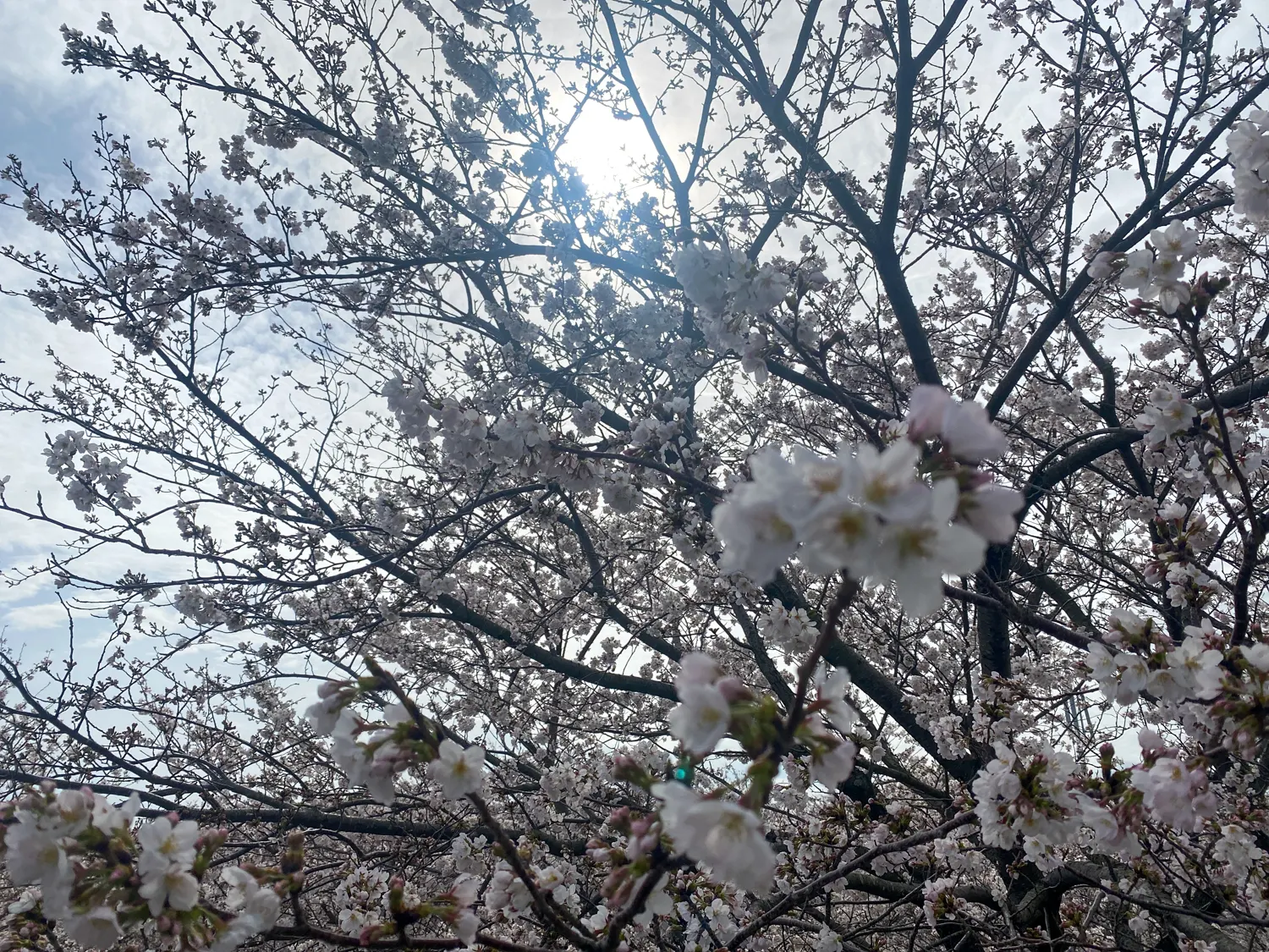 佐賀県太良町の映えスポット「竹崎城址」の桜29