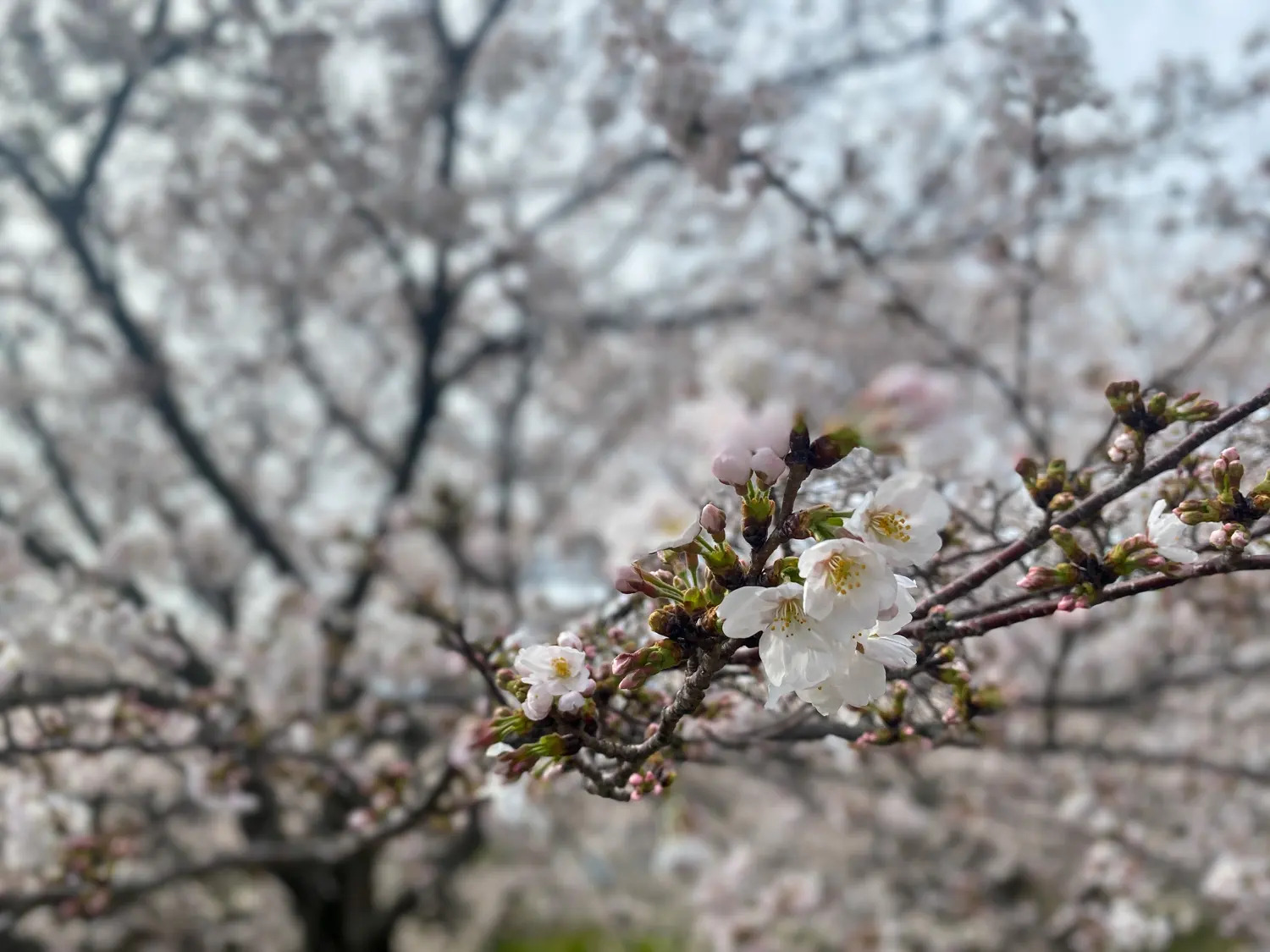 佐賀県太良町の映えスポット「竹崎城址」の桜30