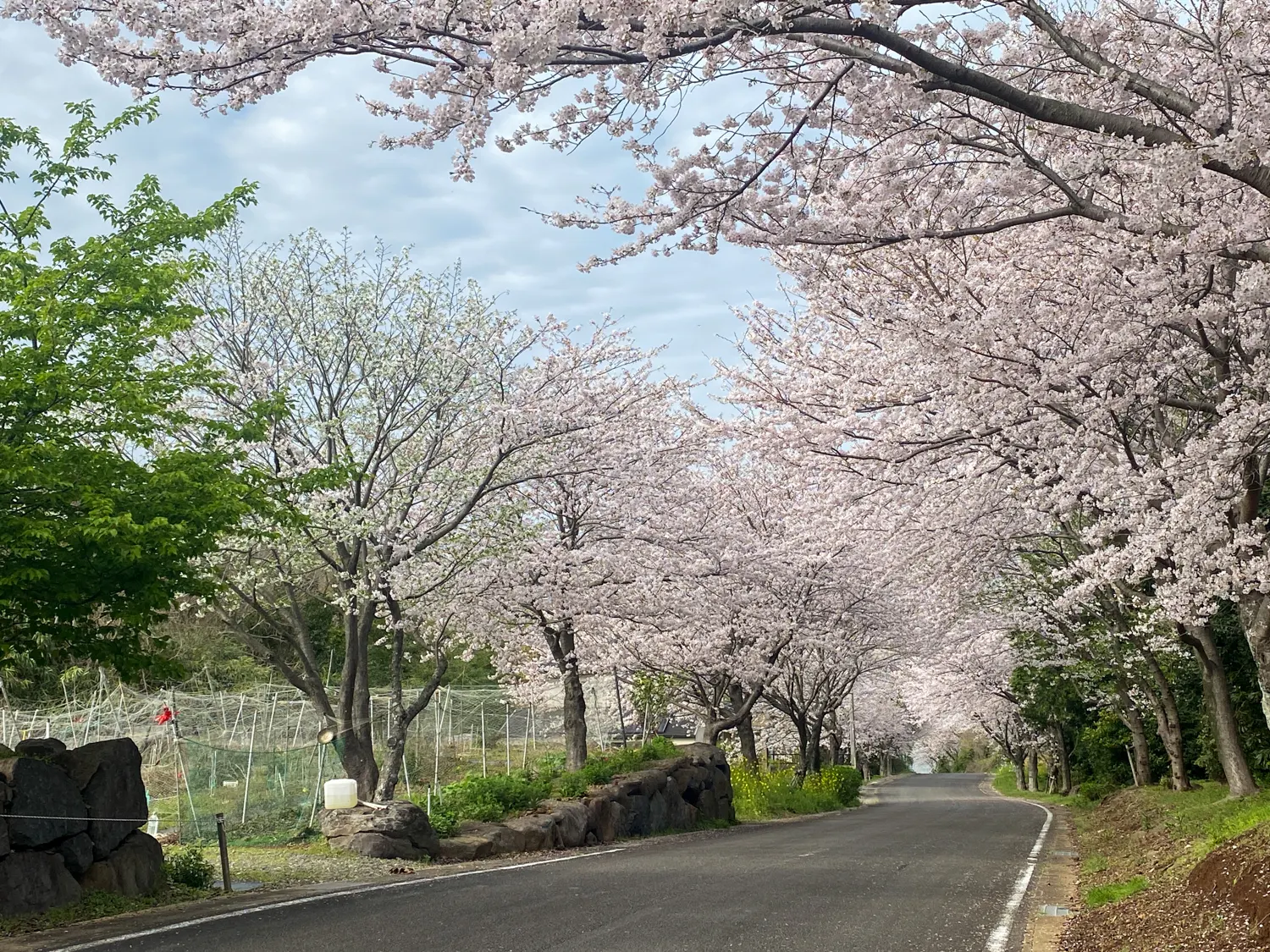 佐賀県太良町の映えスポット「竹崎城址」の桜32