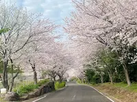佐賀県太良町の映えスポット「竹崎城址」の桜