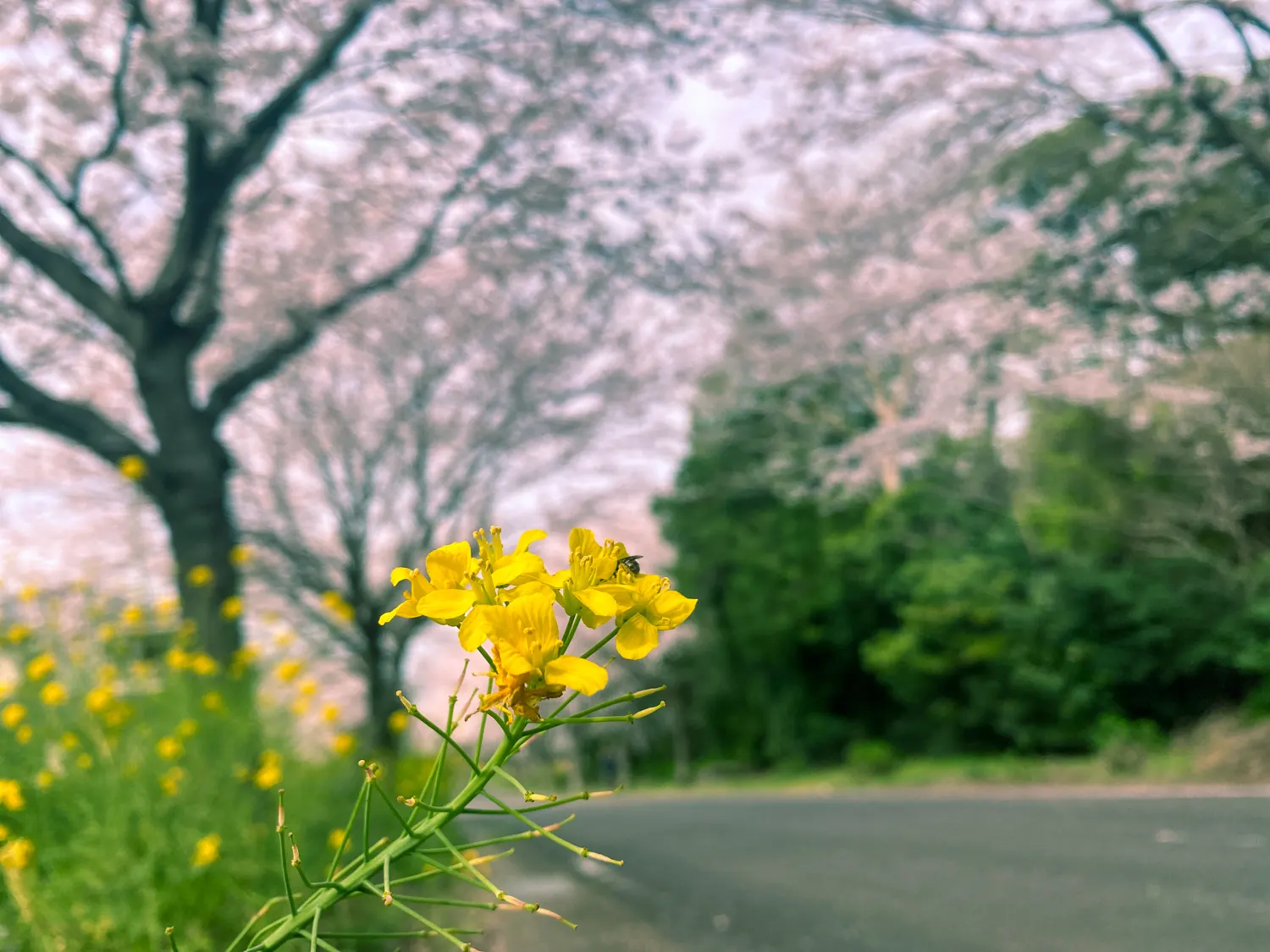 佐賀県太良町の映えスポット「竹崎城址」の桜35