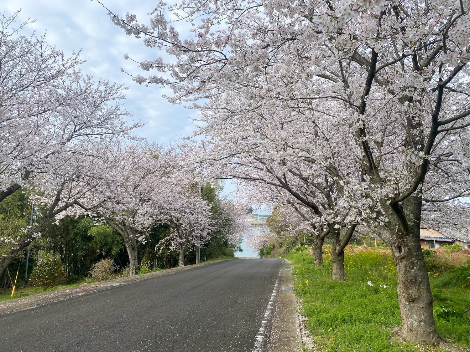 佐賀県太良町の映えスポット「竹崎城址」の桜36