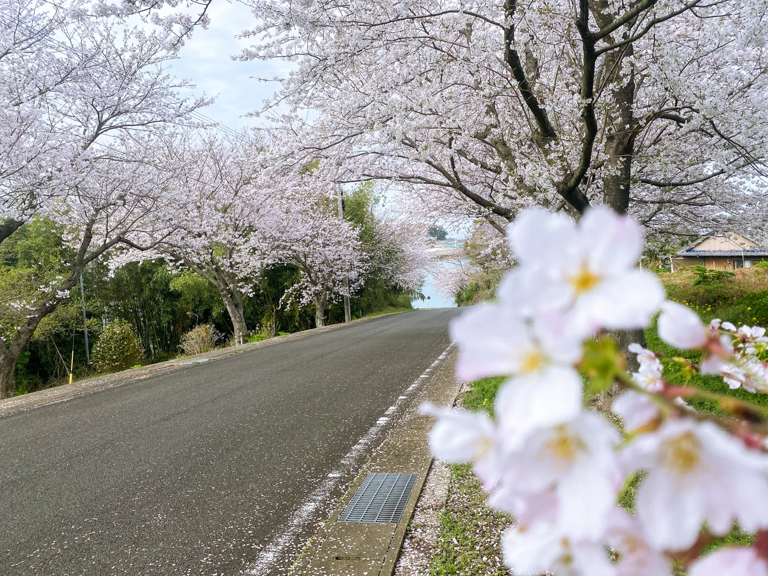 佐賀県太良町の映えスポット「竹崎城址」の桜38