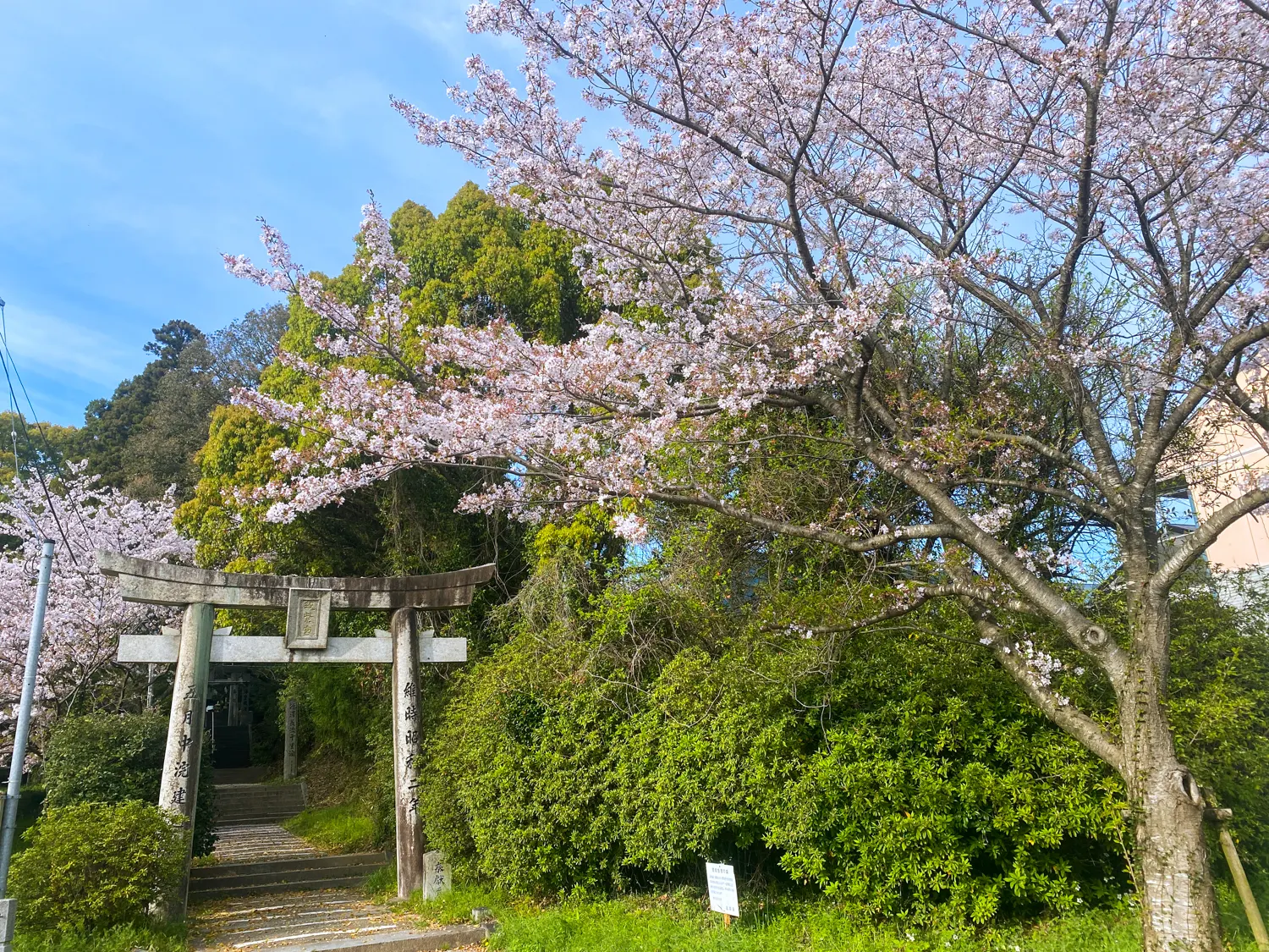 桜と神社で運気アップ 筑紫神社