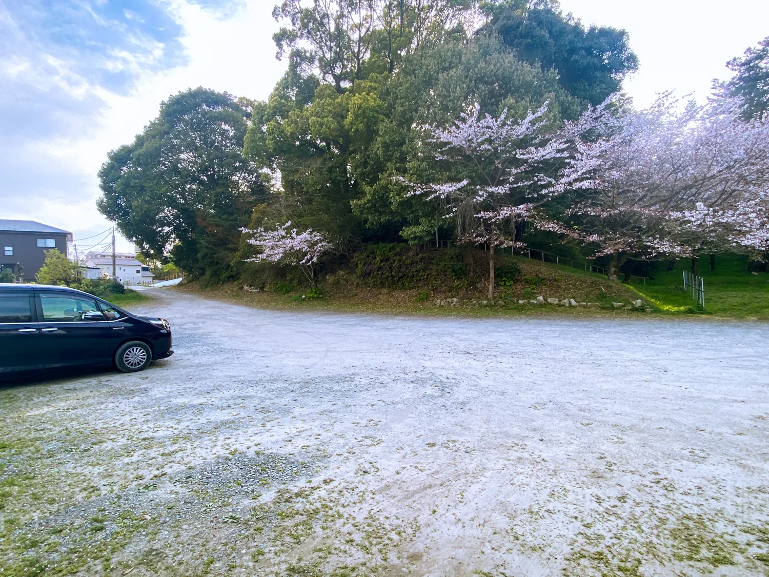 筑紫神社の桜と白いシャクナゲの花14