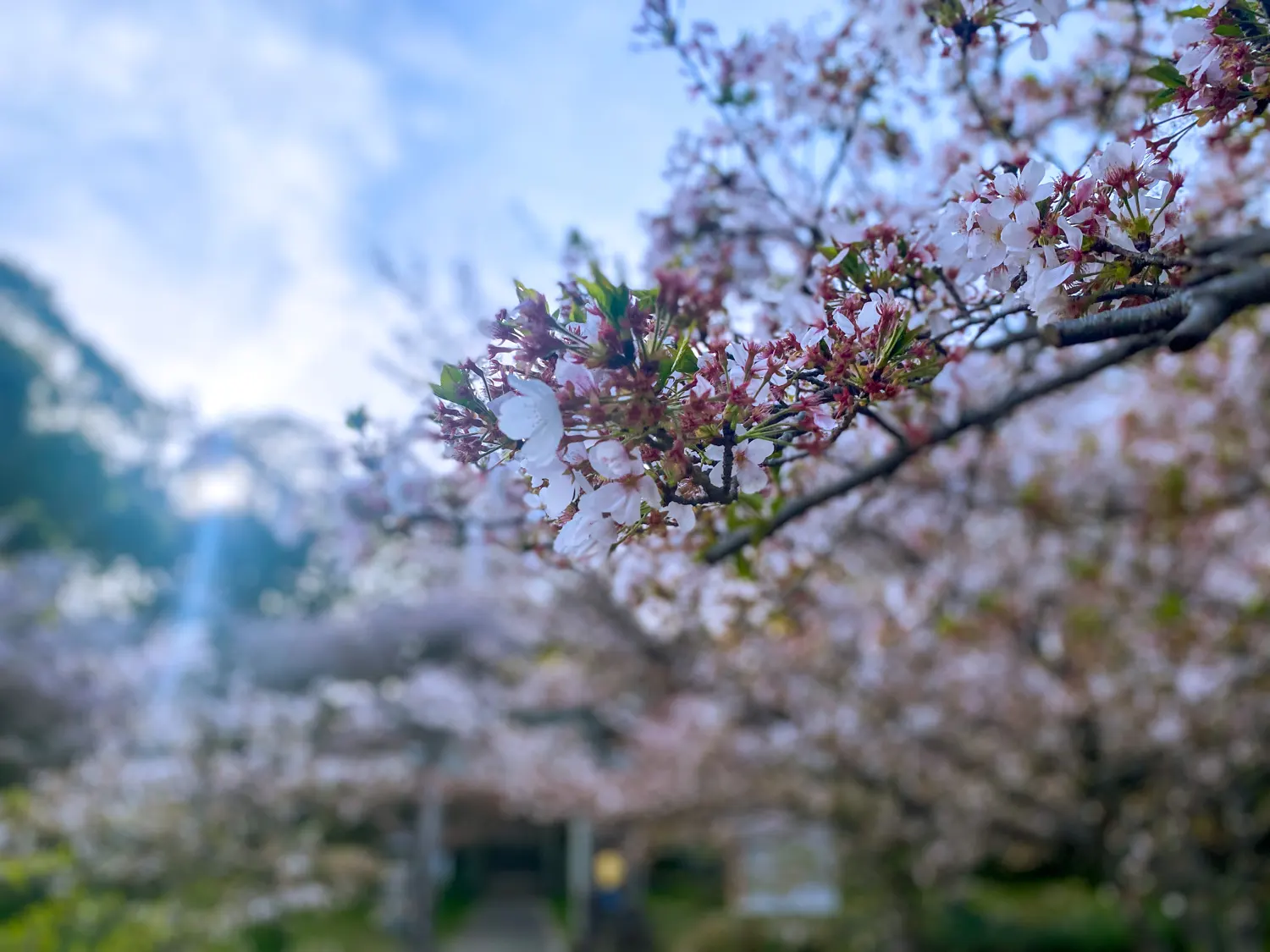 筑紫神社の桜と白いシャクナゲの花17