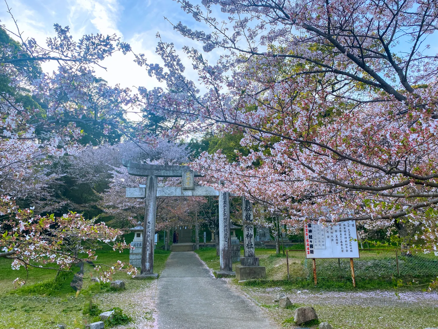桜と神社で運気アップ 筑紫神社18