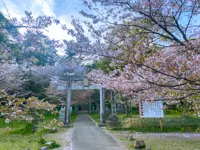 筑紫神社の桜と白いシャクナゲの花