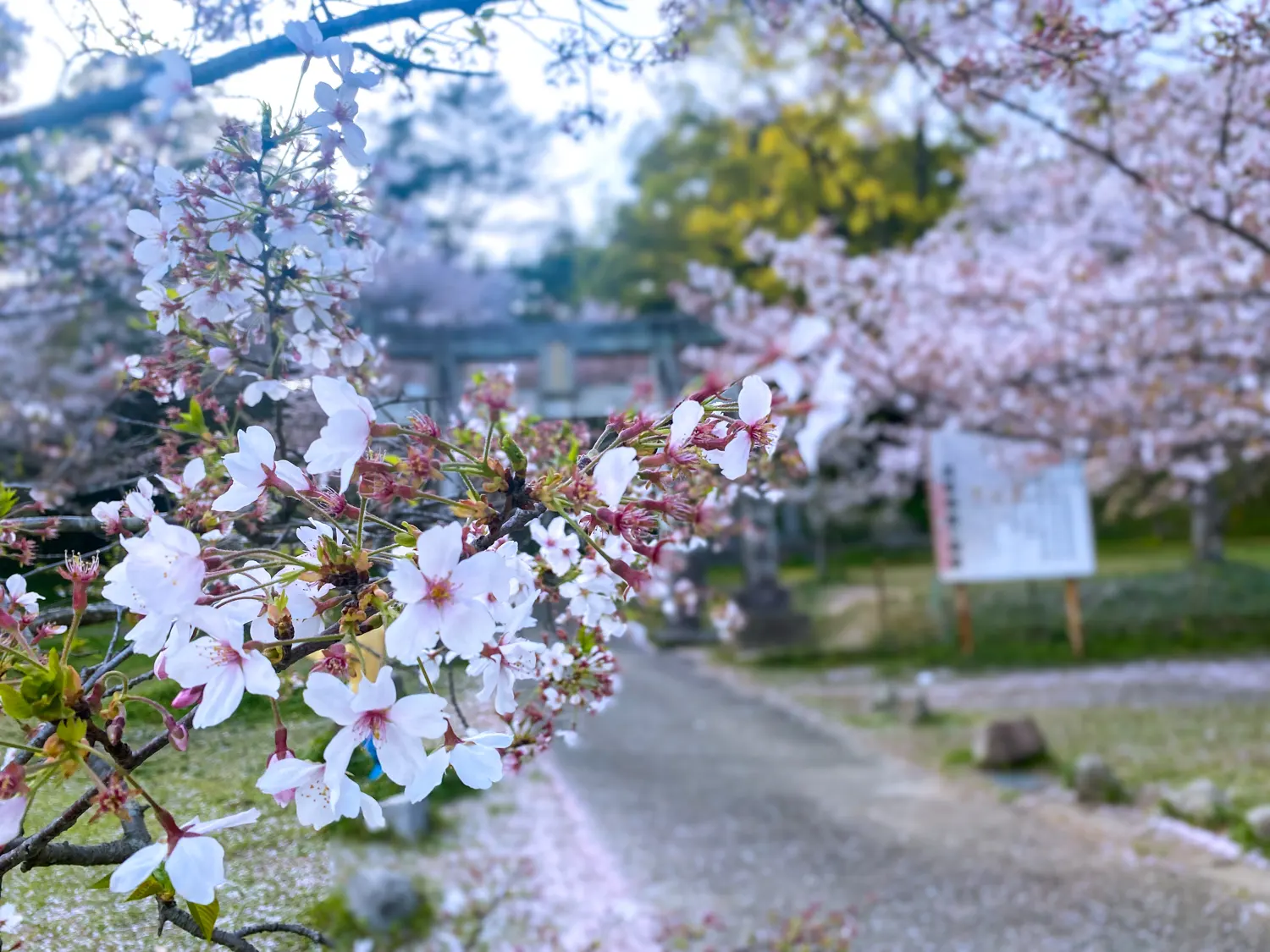 桜と神社で運気アップ 筑紫神社19