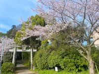 桜と神社で運気アップ 筑紫神社
