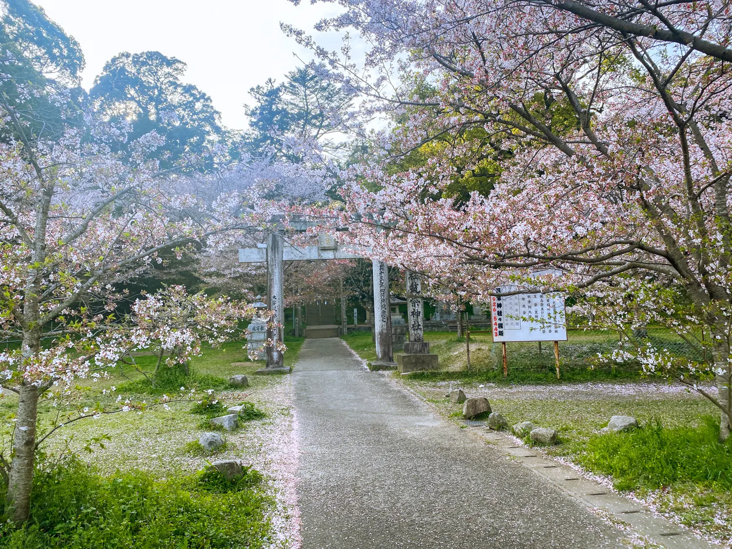 桜と神社で運気アップ 筑紫神社20