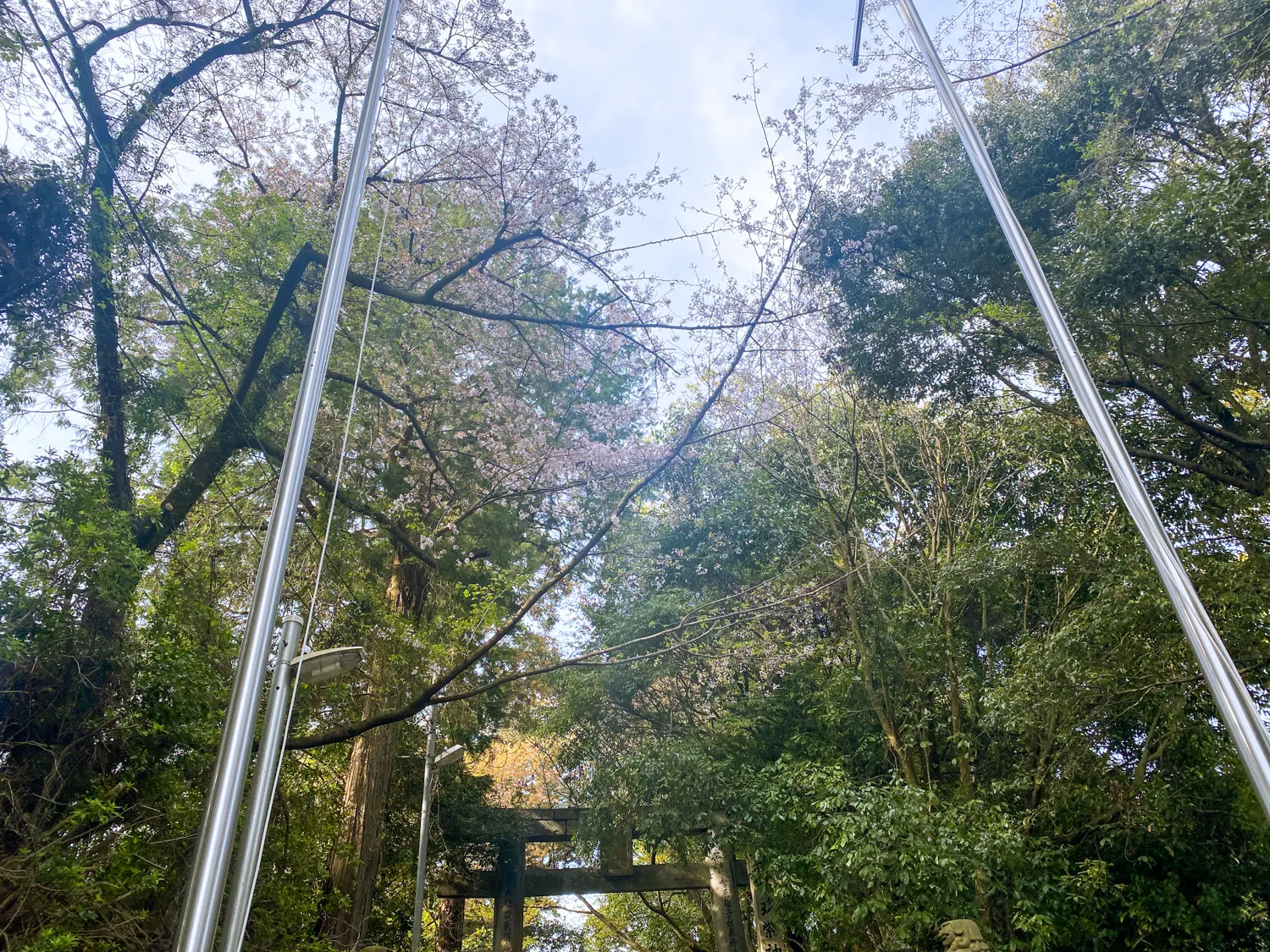 桜と神社で運気アップ 筑紫神社5