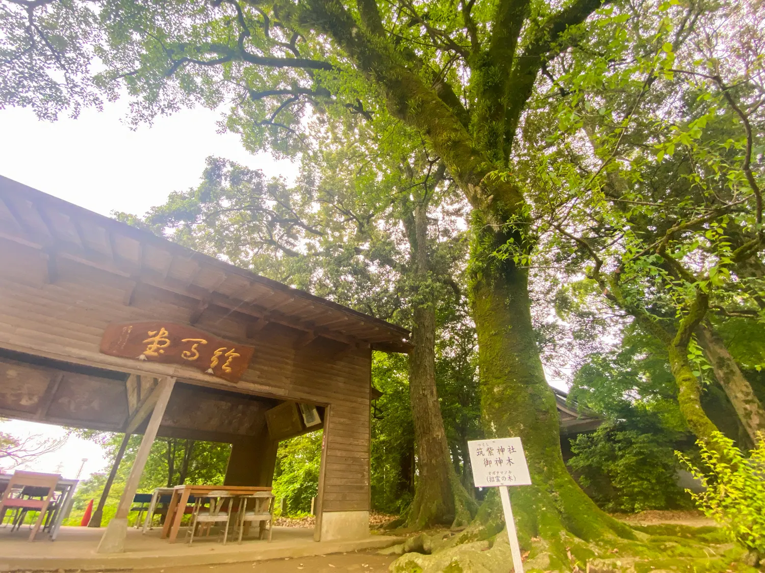 雨の日でもキレイな神社 筑紫神社9