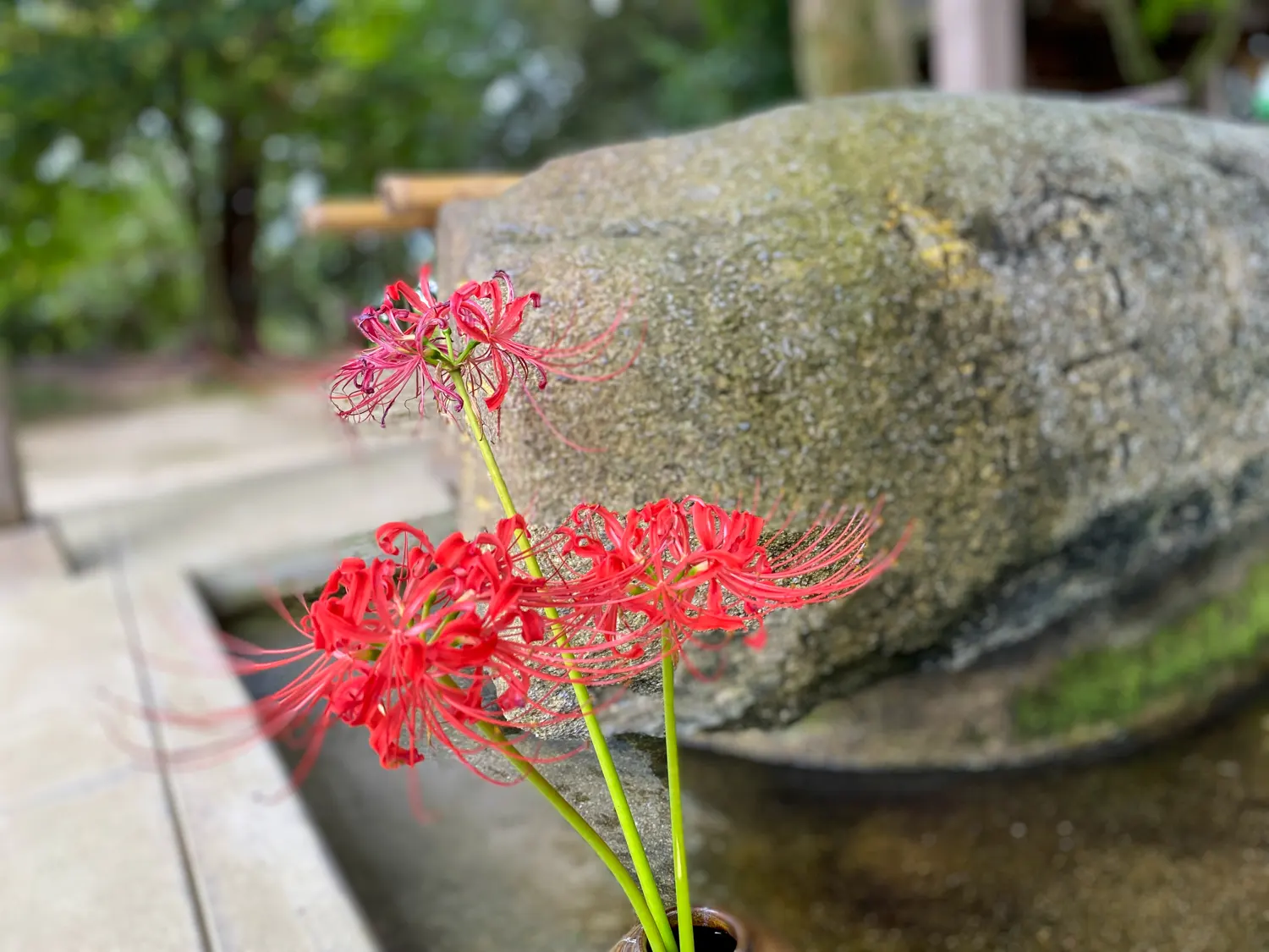 秋の筑紫野で行きたい筑紫神社5