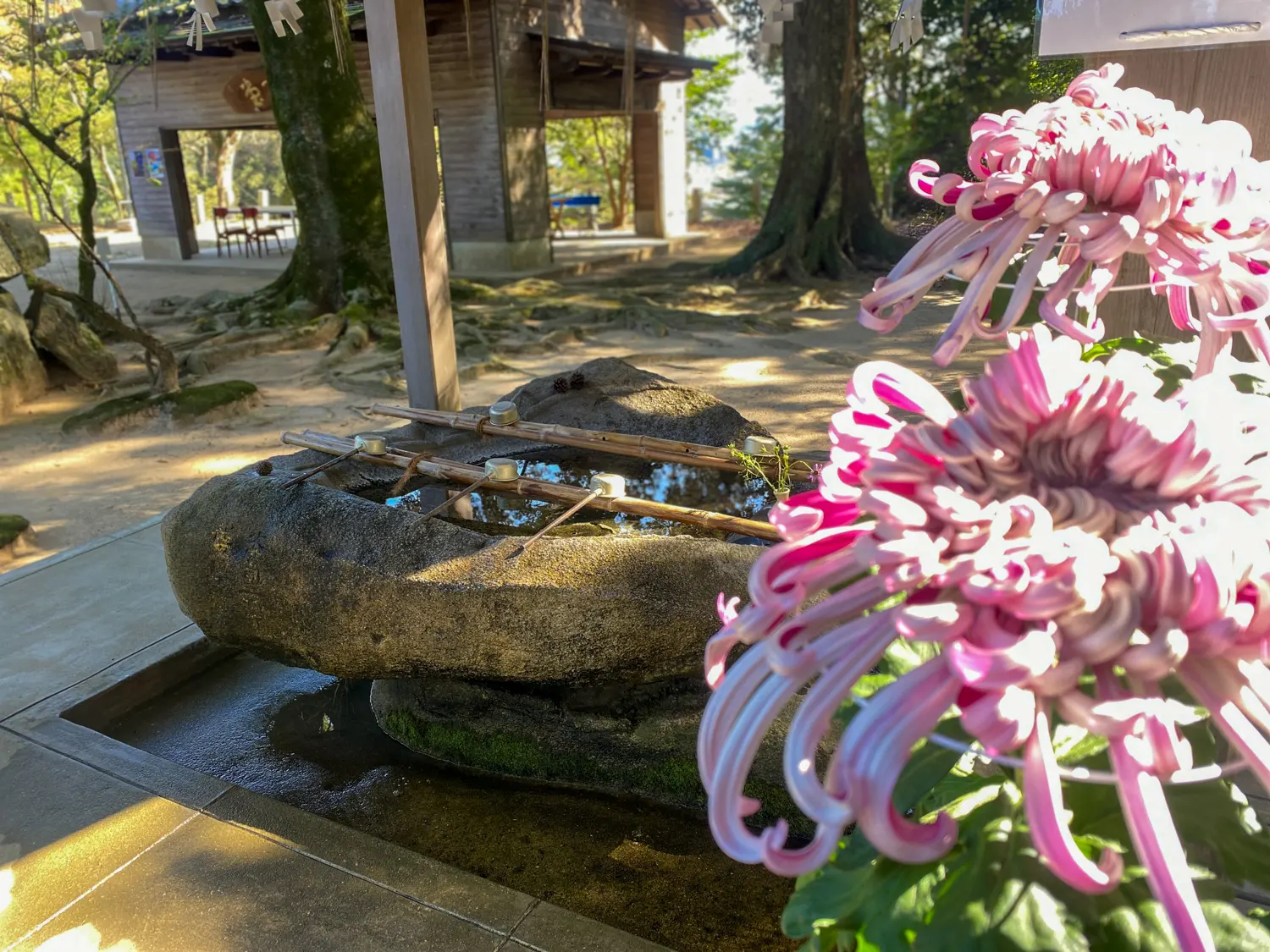 筑紫神社と花と酒と5