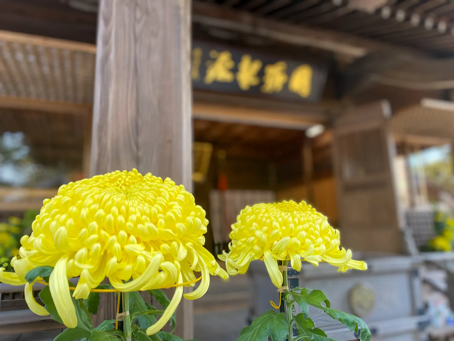 筑紫神社と花と酒と