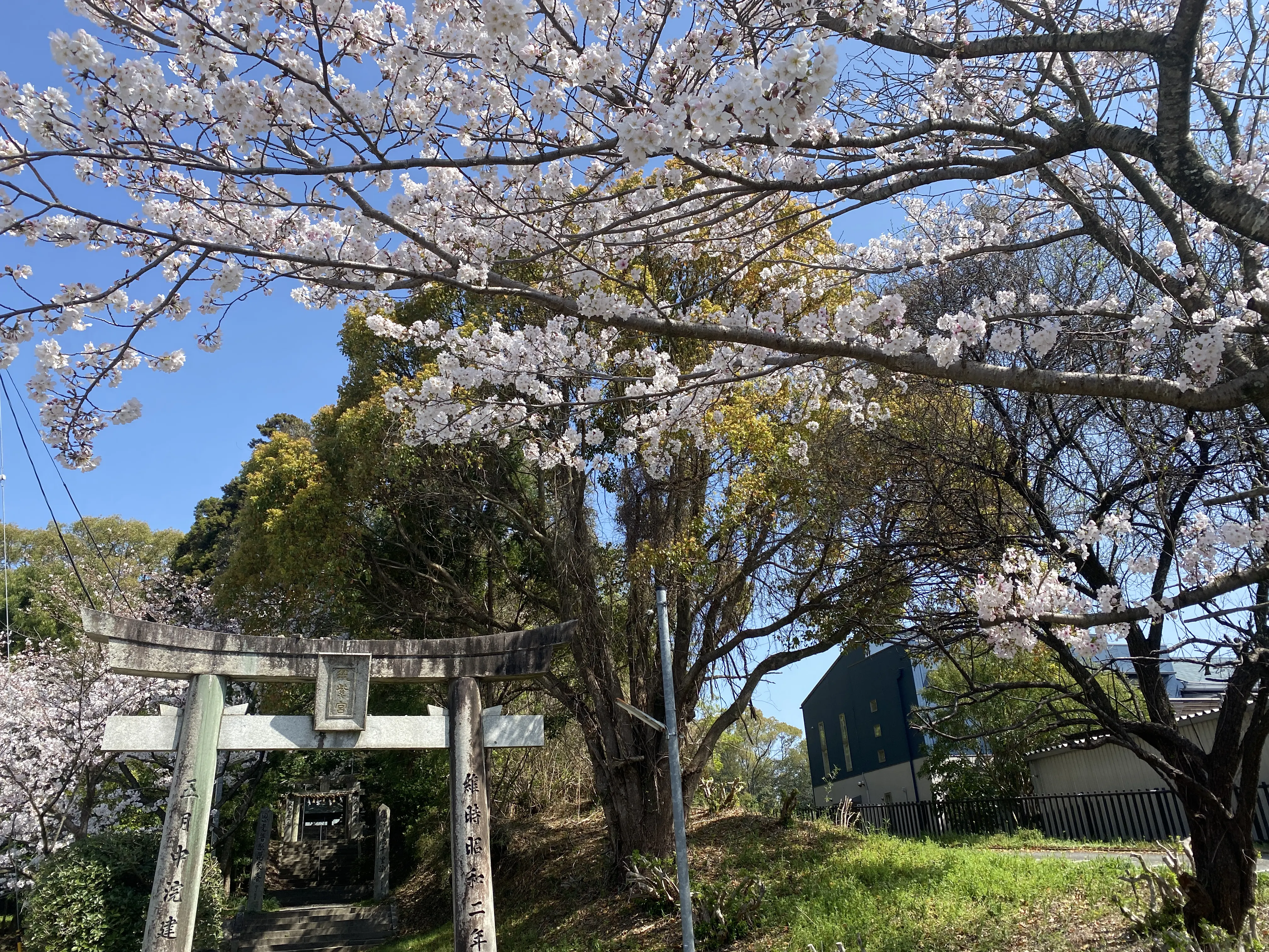 桜咲く筑紫神社で新たな門出を祈る1