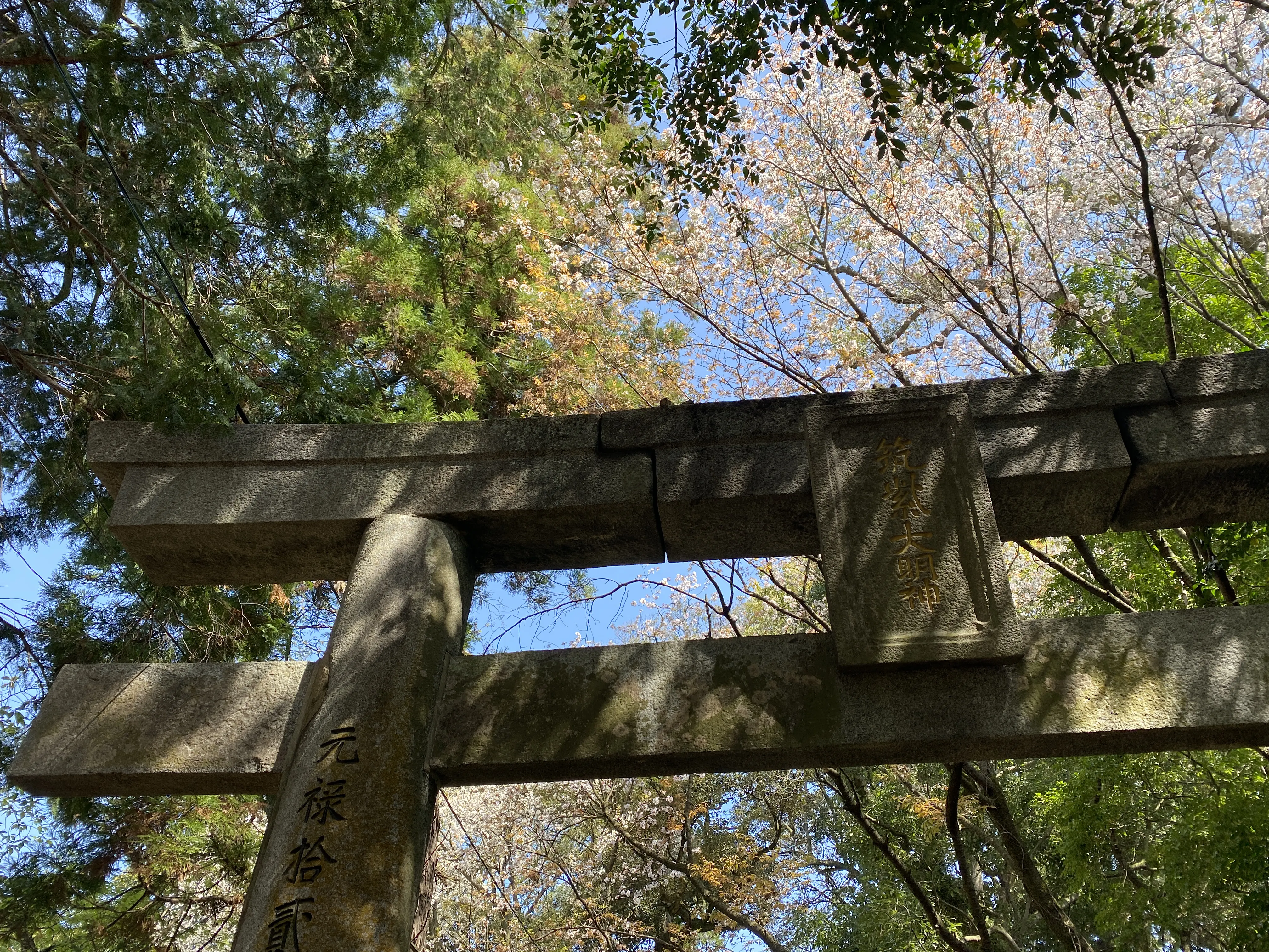 桜咲く筑紫神社で新たな門出を祈る5